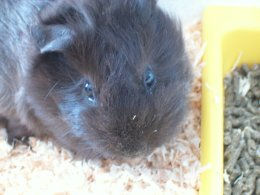 praline